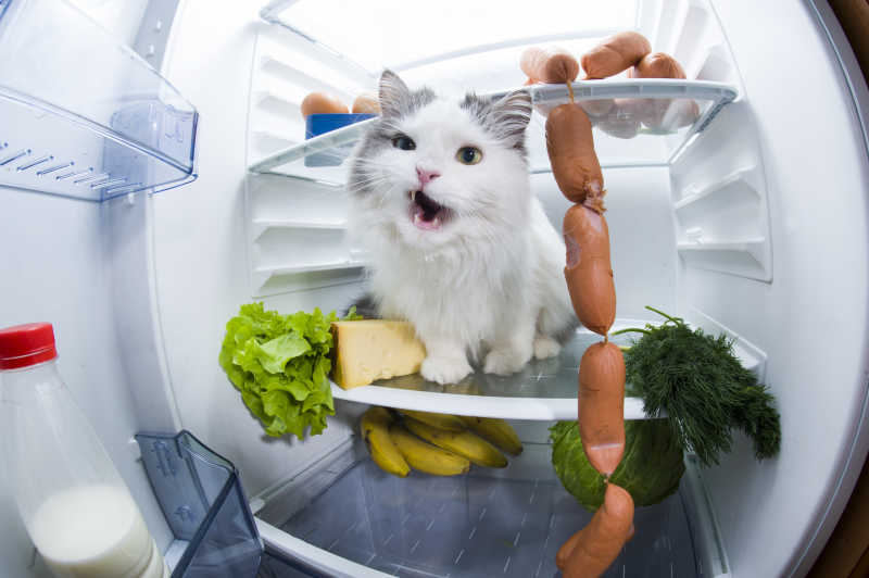 躲藏在冰箱里的猫