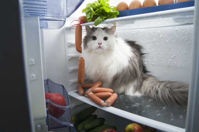 蹲坐在冰箱里的猫