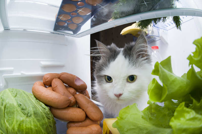 爬进冰箱的猫