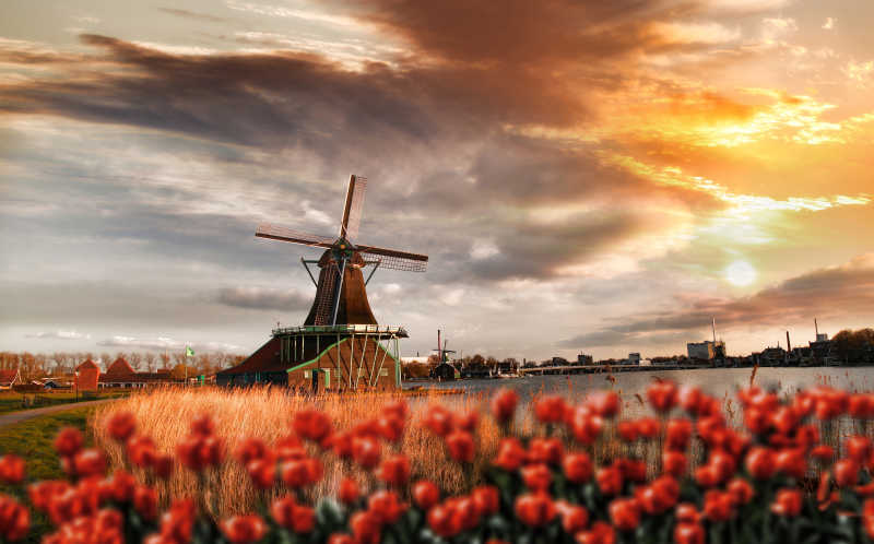 传统荷兰风车与红色郁金香