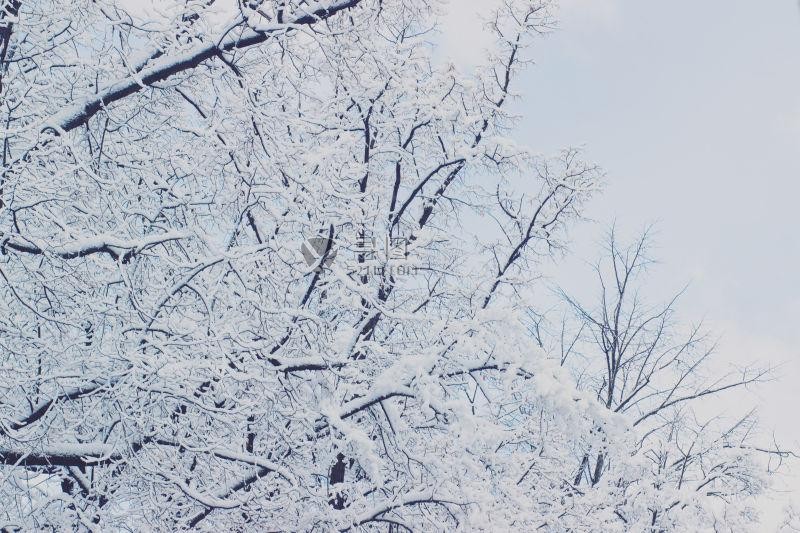 落在树枝上的雪