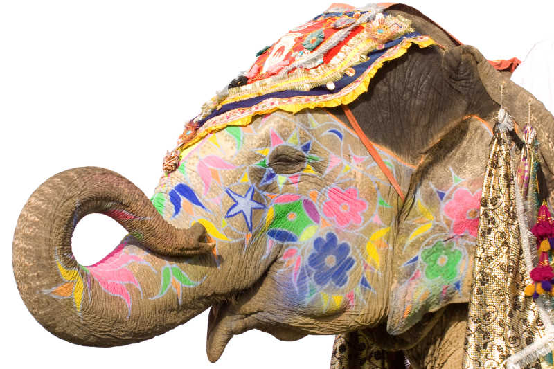 生上画着花纹的印度大象