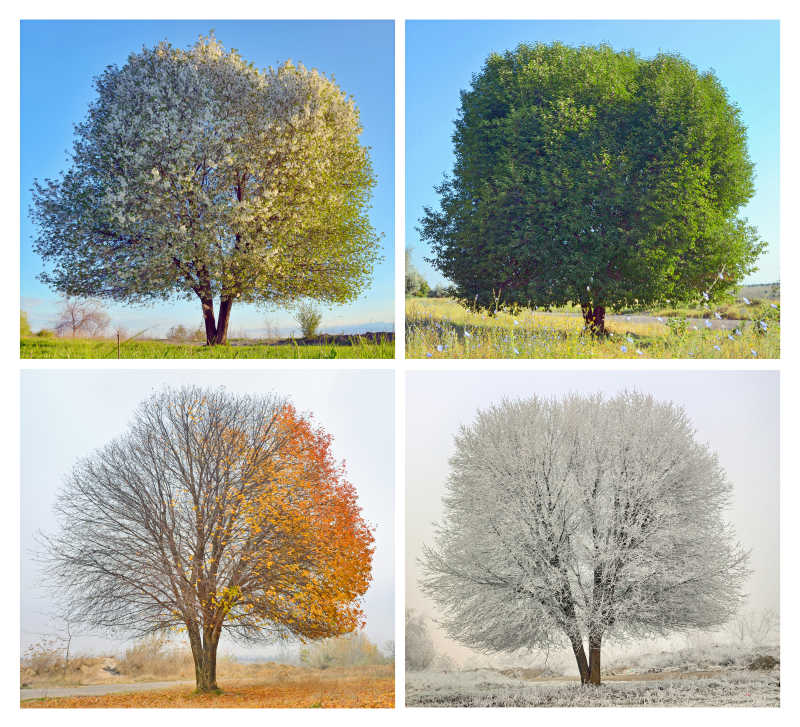 树木的四季概念