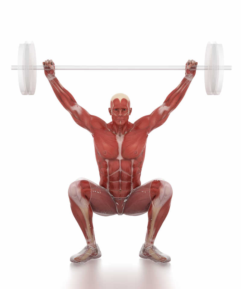 解剖学上健身男子肌肉展示