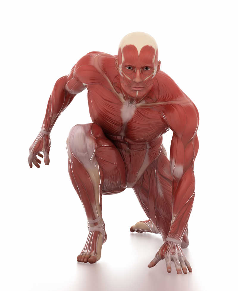白色背景下男子蹲立姿势时肌肉解析
