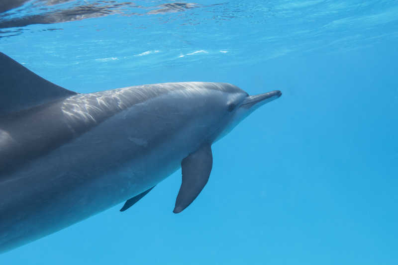 热带海洋中的海豚
