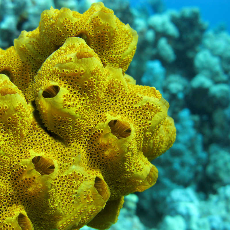 在热带海洋底部的巨大黄色珊瑚礁