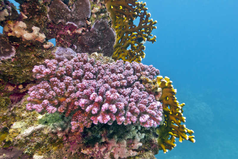 热带海底的紫色珊瑚