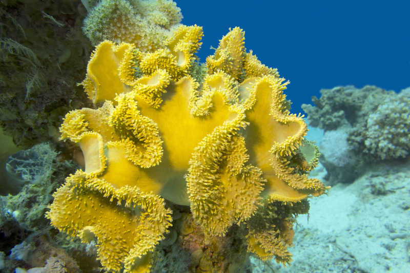 热带海底巨大的黄色皮革珊瑚