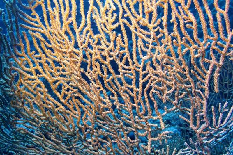 在热带海洋底部的巨大珊瑚