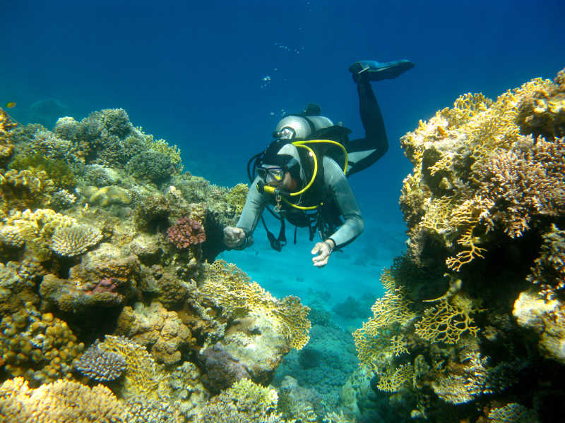 热带海洋中的珊瑚礁和潜水者