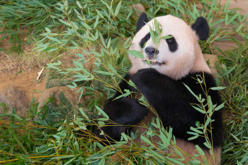 吃竹子的可爱熊猫