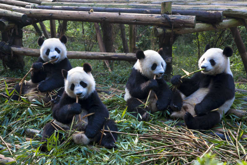 动物园里的熊猫家族