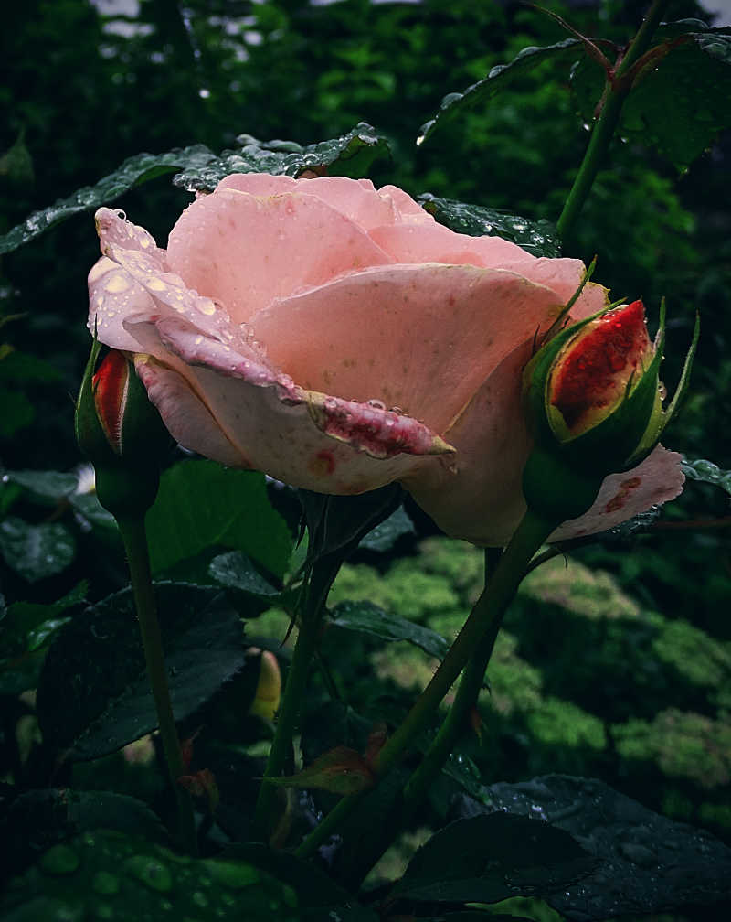 粉红色的露水玫瑰