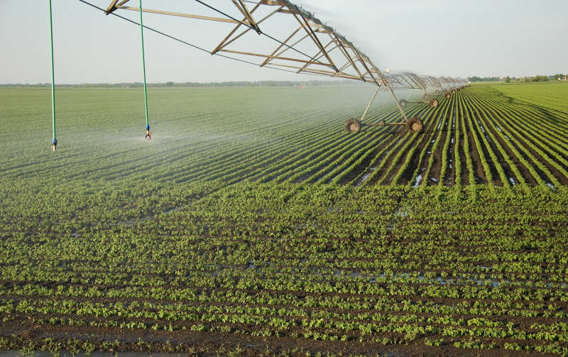 自动喷水系统正在进行农作物浇灌
