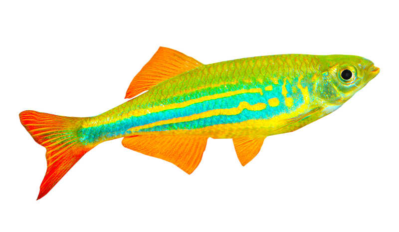 白色背景下的彩色热带鱼