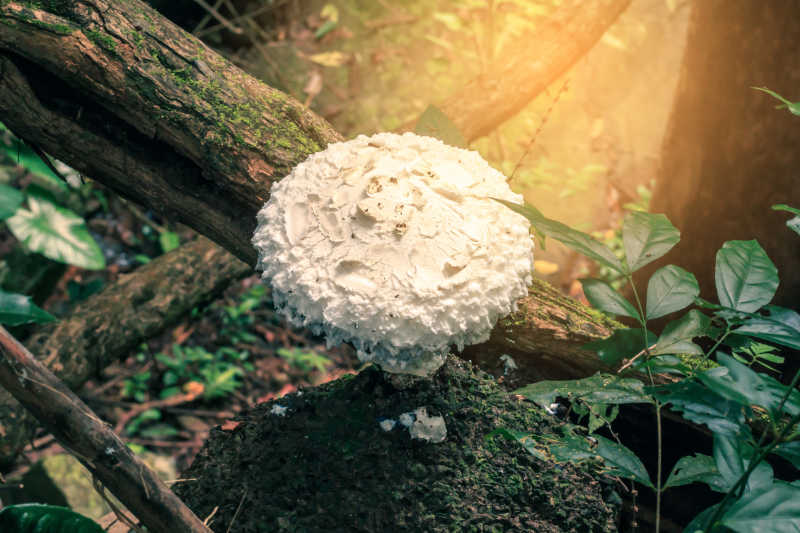 热带雨林巨型白蘑菇