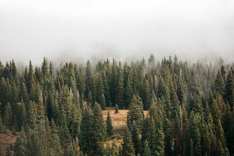 起大雾的森林景观