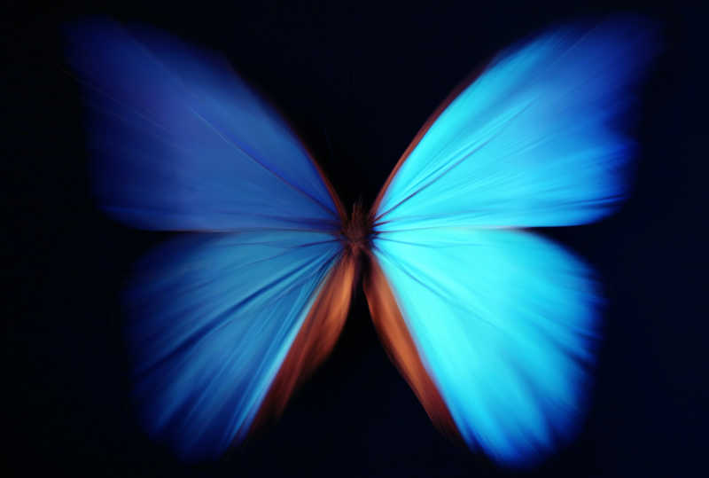 黑色背景上的蓝蝴蝶