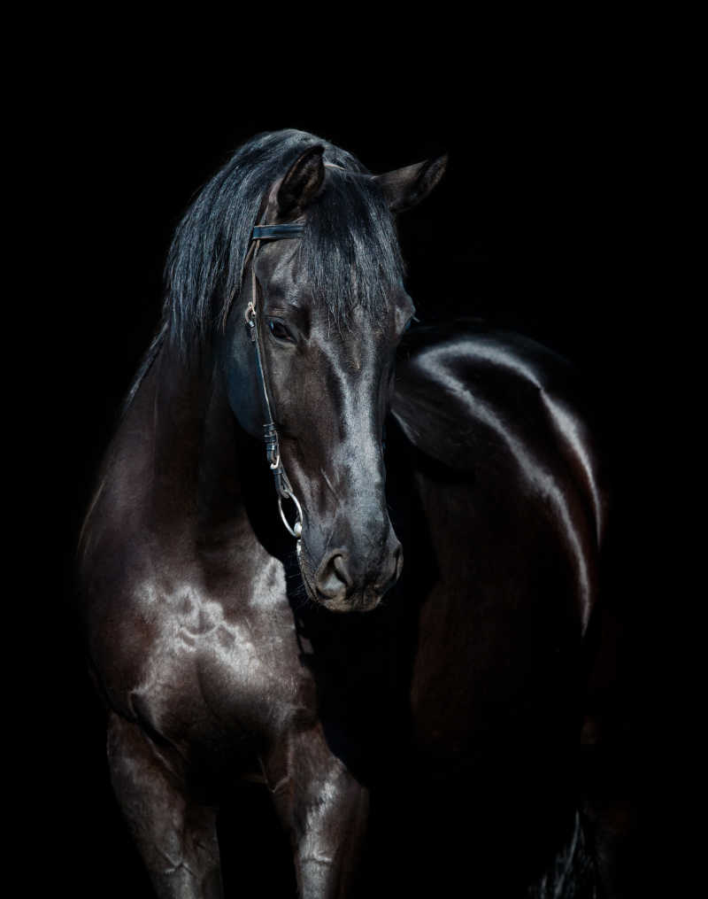 黑色背景下的一匹黑色马