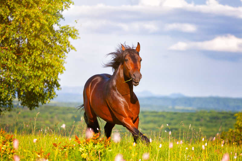 在草地上奔驰的棕色马