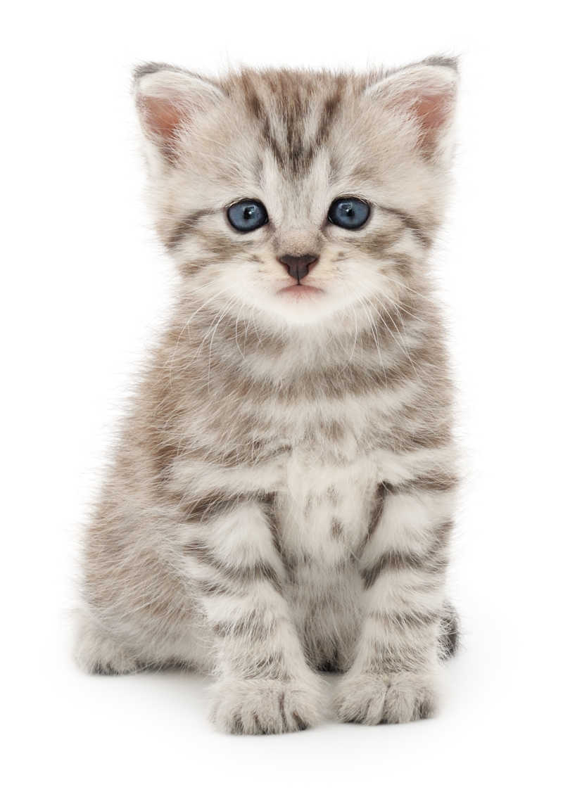 可爱娇小的虎斑猫