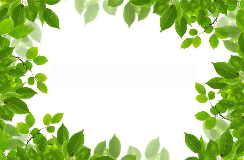 白色背景的绿叶组成的背景框