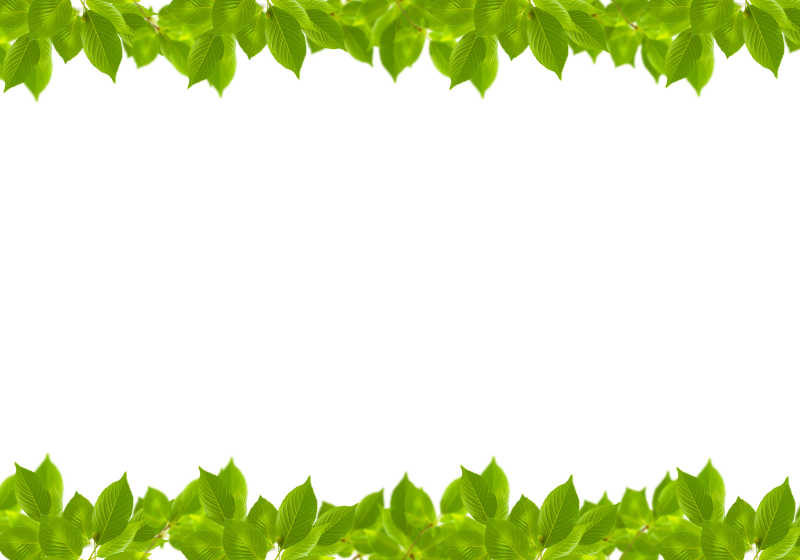 白色背景由绿桦叶组成的上下两条边框