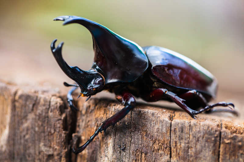 微距镜头下的橡胶木犀甲虫
