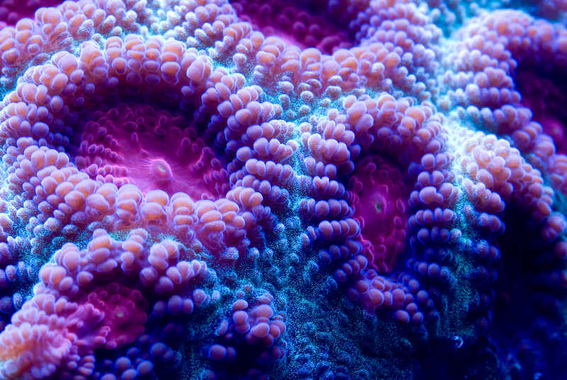 海下拍摄的脑珊瑚