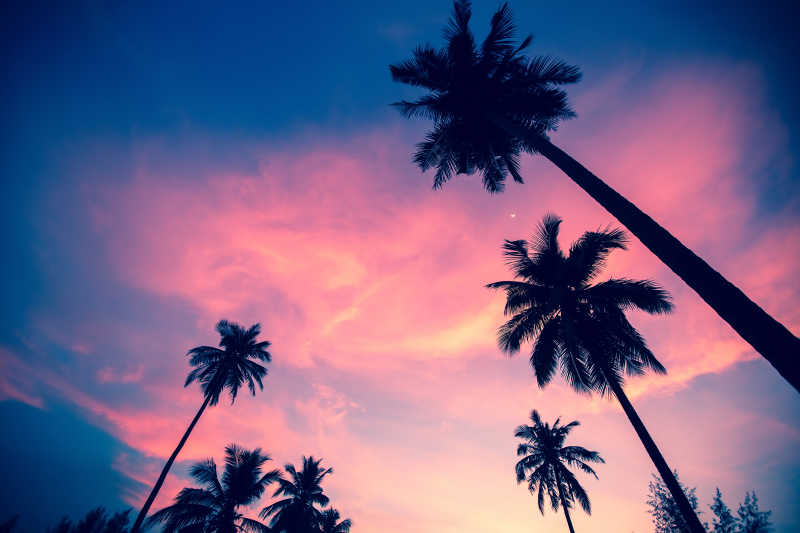 夕阳下的棕榈树剪影