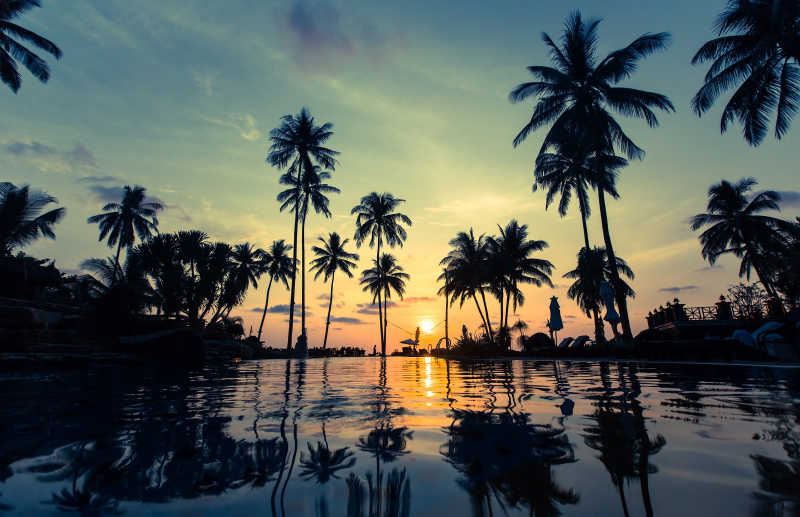 倒映在水中的海滩棕榈树