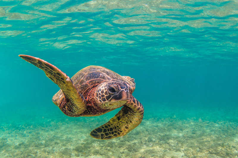 温暖水域中的海龟