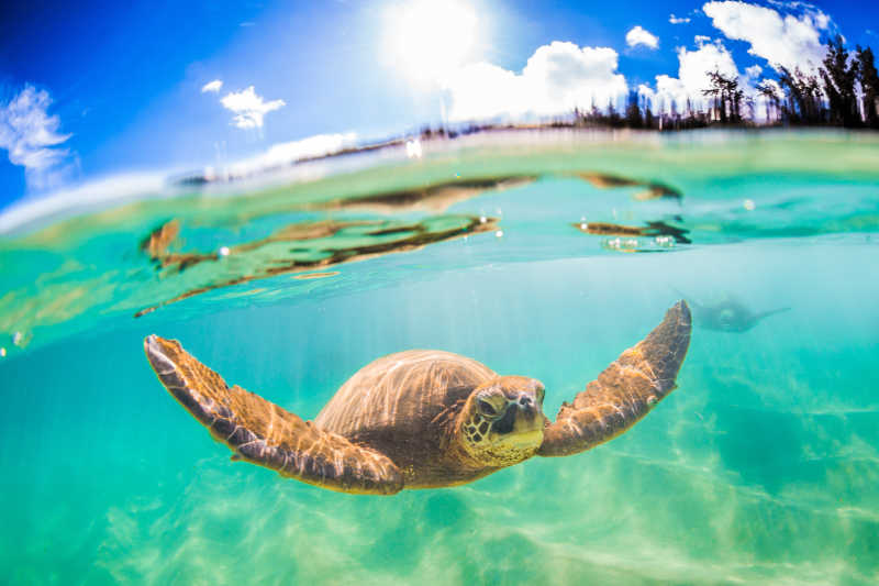 在美丽海洋游泳的海龟