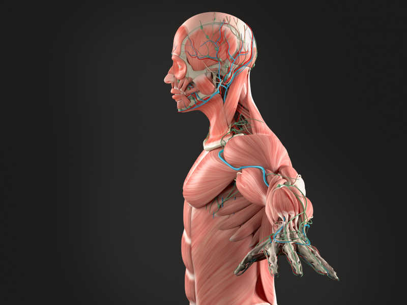 人体解剖学侧视图背景