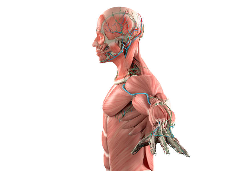 肌肉和血管系统的人体解剖学侧视图