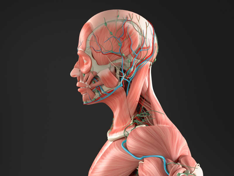 人体头部肌肉和血管系统特写的侧面透视图