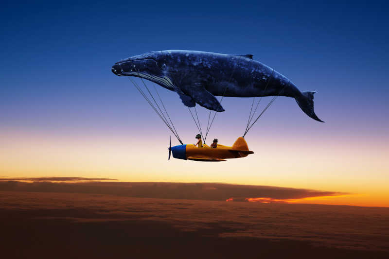 鲸鱼带着飞机旅行想象剪影