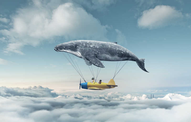 鲸鱼带我去梦想旅行想象剪影