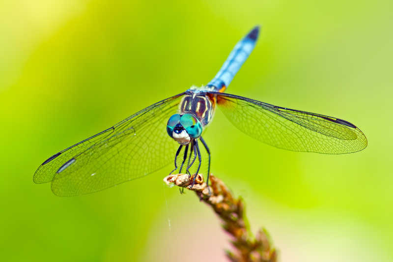 大自然中的蓝色蜻蜓