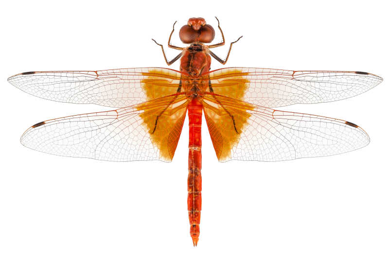 美丽的红色蜻蜓标本