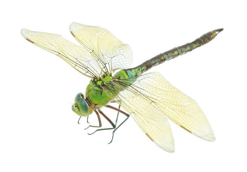 白色背景的大绿蜻蜓