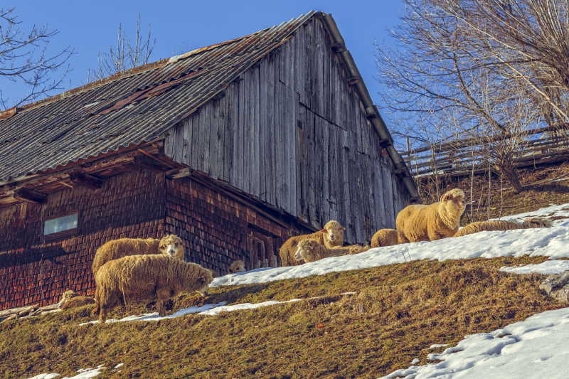 小木屋旁正在休息的羊群
