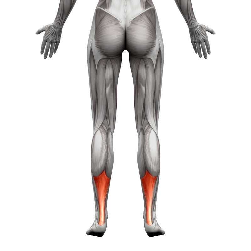 三维插图人体肌肉