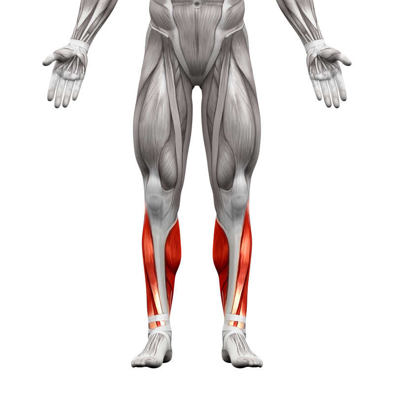 3D插图小腿肌肉