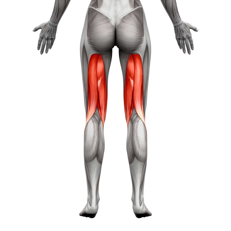 3D腿筋肌肉