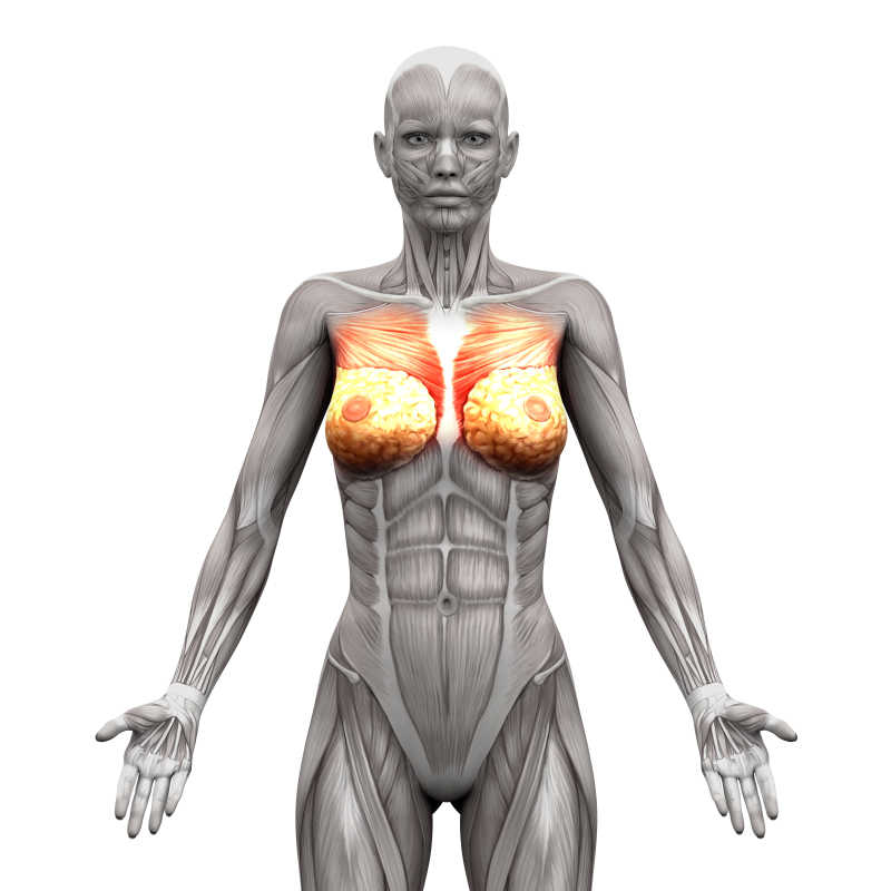  3D插图胸部肌肉