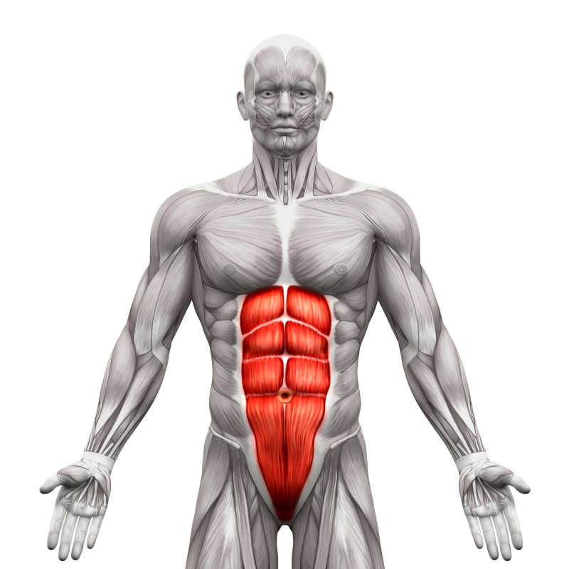 人体腹部肌肉