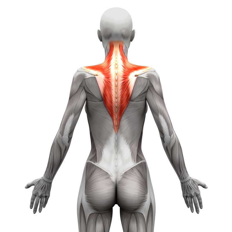 人体背部肌肉