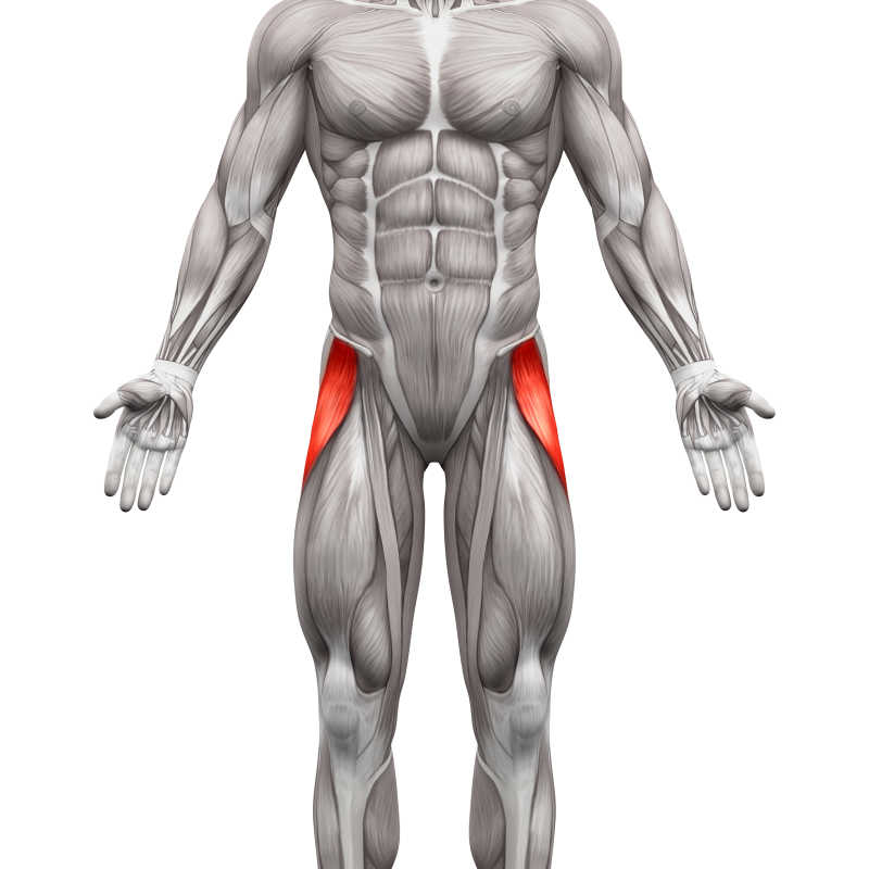 人体阔筋膜张肌肉